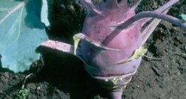 الكرنب الساقي