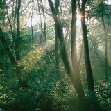 ضوء الشمس في الغابة