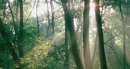 ضوء الشمس في الغابة