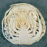 مقطع طولي للملفوف