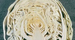 مقطع طولي للملفوف