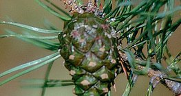 مخاريط الصنوبر