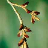 سداة الحور السوداء