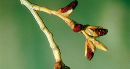 سداة الحور السوداء