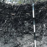 خصائص تربة الرندزينا