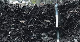 خصائص تربة الرندزينا