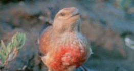 عصفور تفاحي