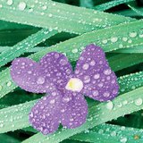 الصقيع والندى والضباب