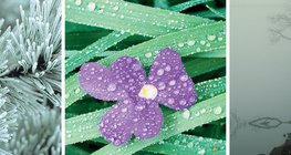 الصقيع والندى والضباب