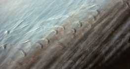 التركيب الدقيق لريش الطيور (يمكن أيضاً رؤية الخطافات التي تصل أجزاء الريش ببعضه)