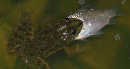 ضفدع يأكل السمك