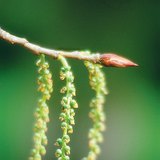 زهرة الحور الأسود المؤنثة