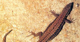 سحلية شائعة