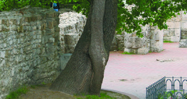 أشجار متشابكة