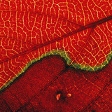 ورقة شجر (صورة ماكرو)