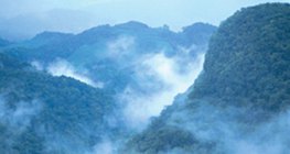 الغابات المطيرة في أمريكا الوسطى