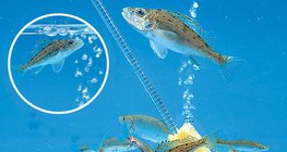 التهوية في حوض السمك