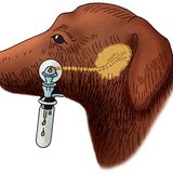 قياس فصل اللعاب عند الكلاب (طريقة بافلوف)