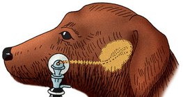 قياس فصل اللعاب عند الكلاب (طريقة بافلوف)