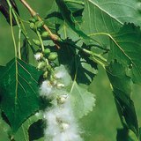 ثمار الحور السوداء