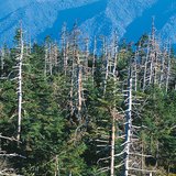 الدمار الناتج بسبب الامطار الحمضية