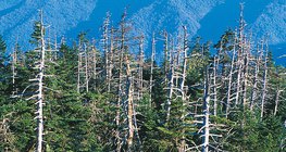 الدمار الناتج بسبب الامطار الحمضية