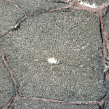 مقطع عرضي في الكبد (خنزير)