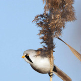 قرقف أبو ذقن