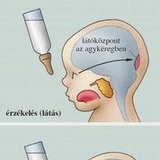 A feltételes reflex kialakulása