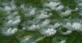 زهور في مهب الريح