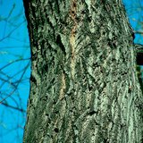 لحاء شجر الصفصاف