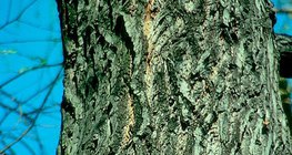 لحاء شجر الصفصاف