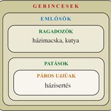 Ábra: Emlősök: ragadozók, patások