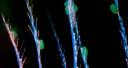 الشعر الكيتيني لنحل العسل مع غبار الطلع الملتصق به