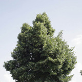 شجر الزيزفون