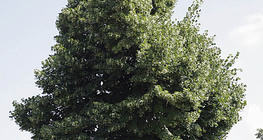 شجر الزيزفون