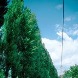 أشجار حور اللومباردي