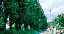 أشجار حور اللومباردي