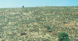 صحراء حجرية