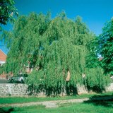 شجرة الصفصاف