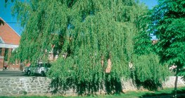 شجرة الصفصاف