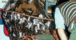 وضع خواتم على أرجل طيور سنونو في الشبك