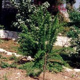 الري بالتنقيط