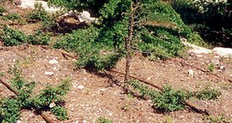 الري بالتنقيط