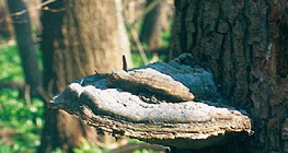 فطر على الشجر