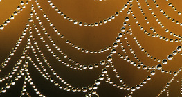 شباك العنكبوت في صباح ندي