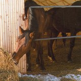 حصان يأكل التبن