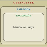 Ábra: Gerincesek: emlősök