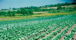 مزرعة ملفوف