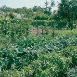 زراعة النباتات الملائمة مع بعضها